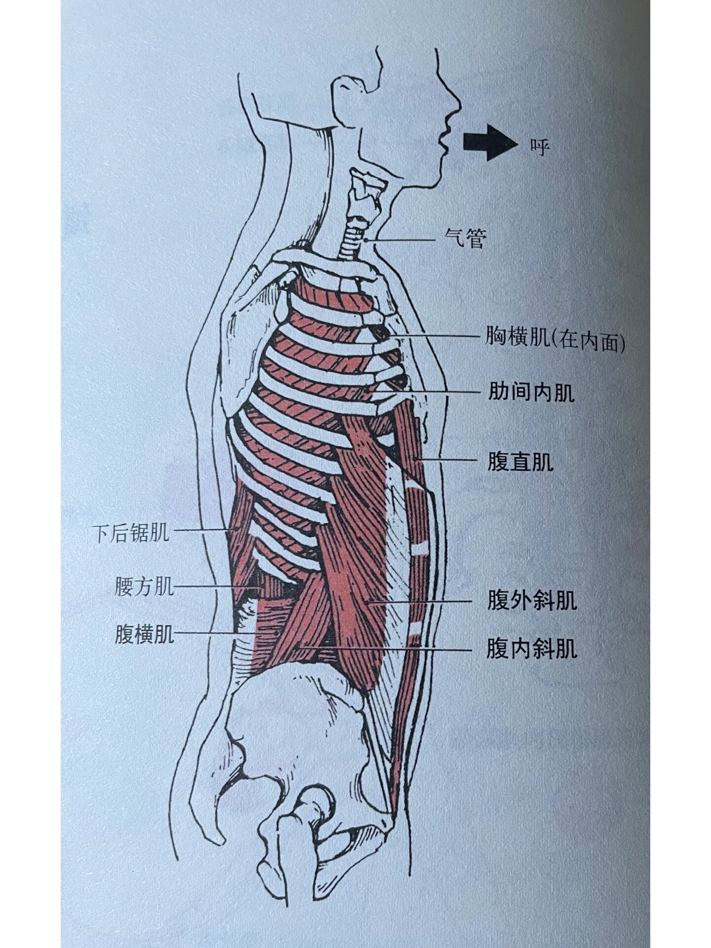 膈肌和肋间外肌图片