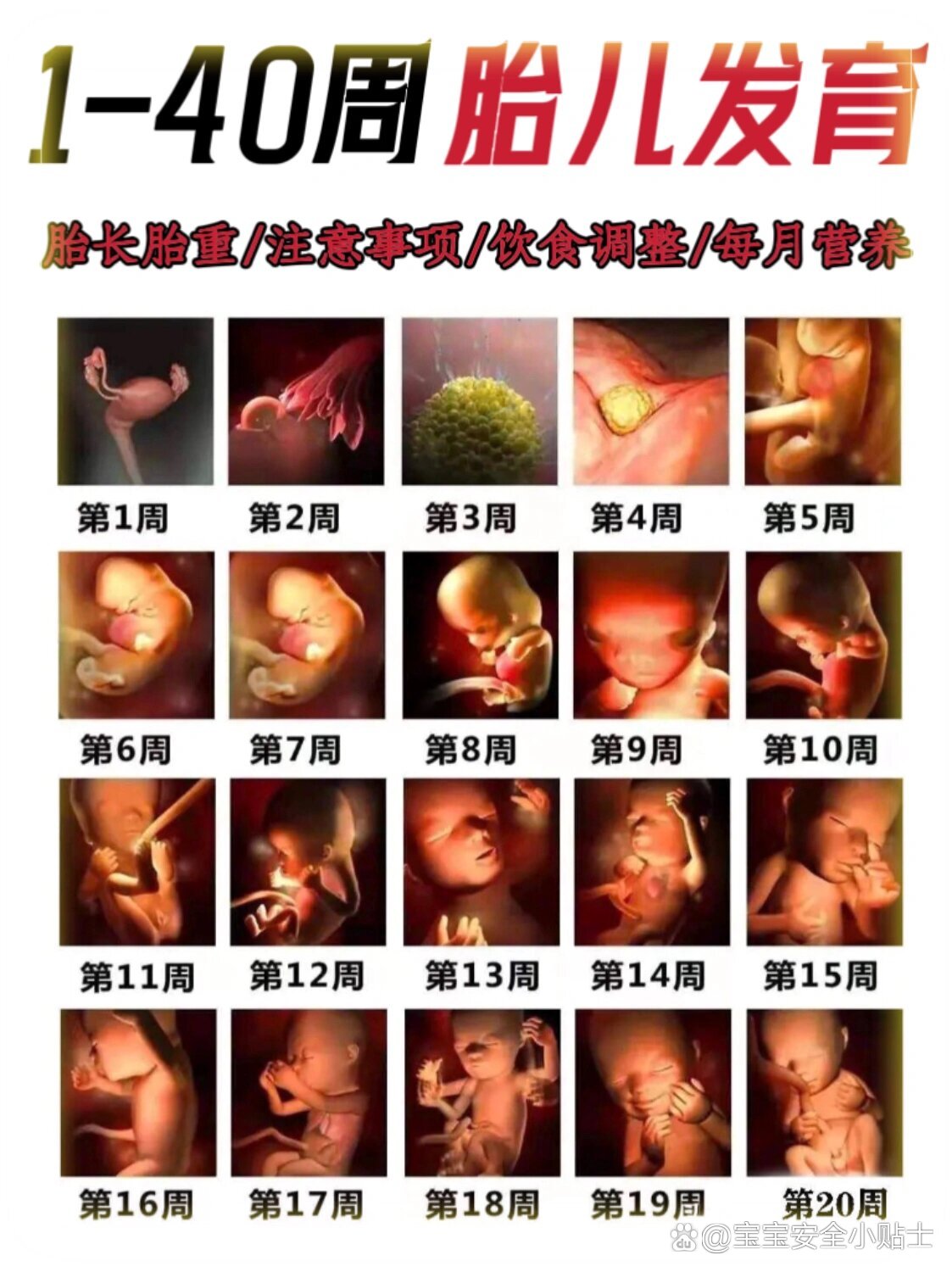 🔥完整的1-40周胎宝宝发育全过程图‼️