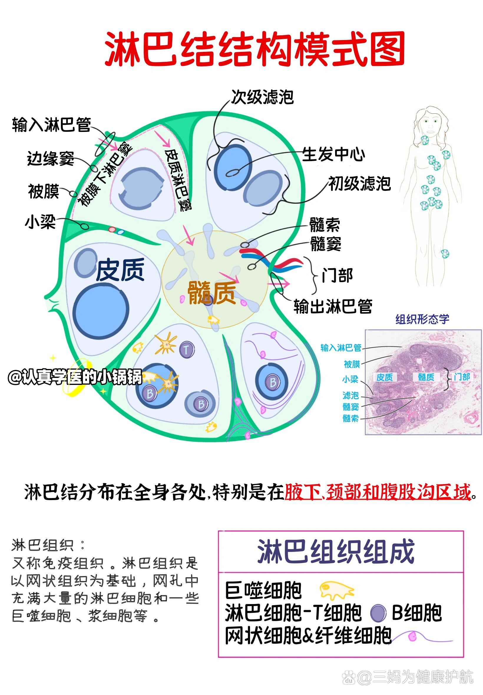 淋巴结结构模式图