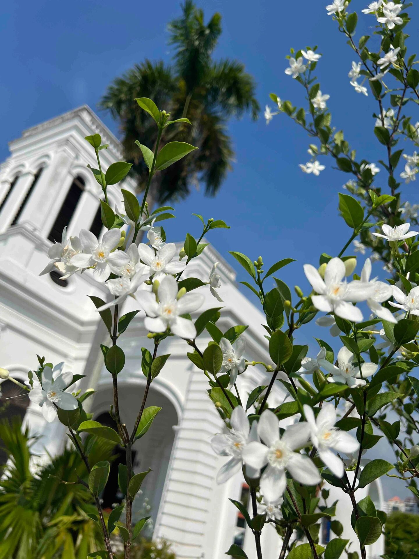 夹竹桃科倒吊笔,一身的功效不容小视哦