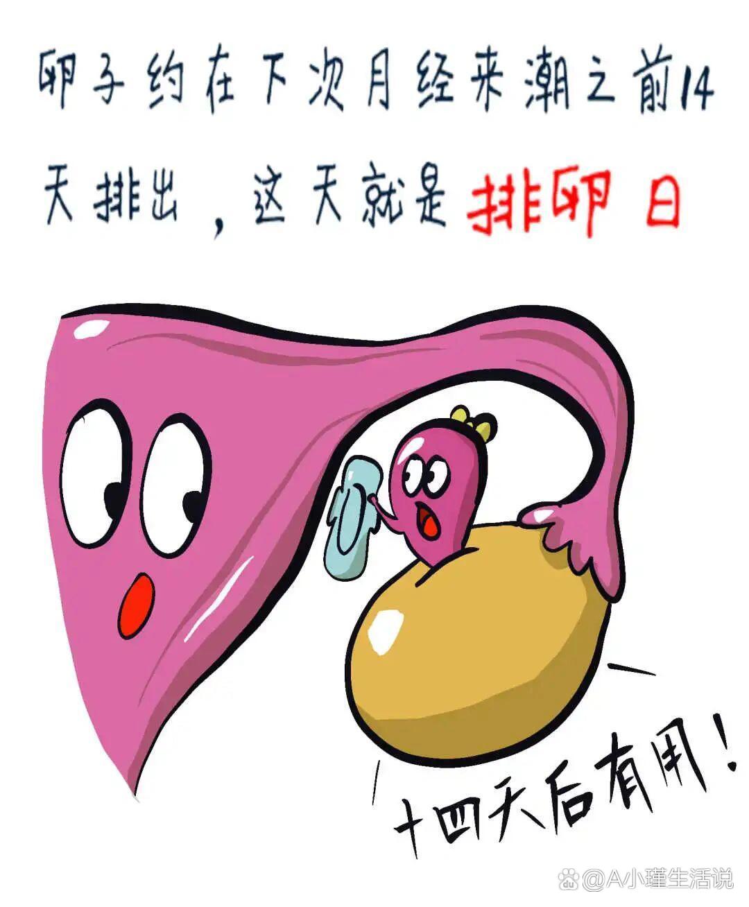 卵子从卵巢排出后都去了哪里?