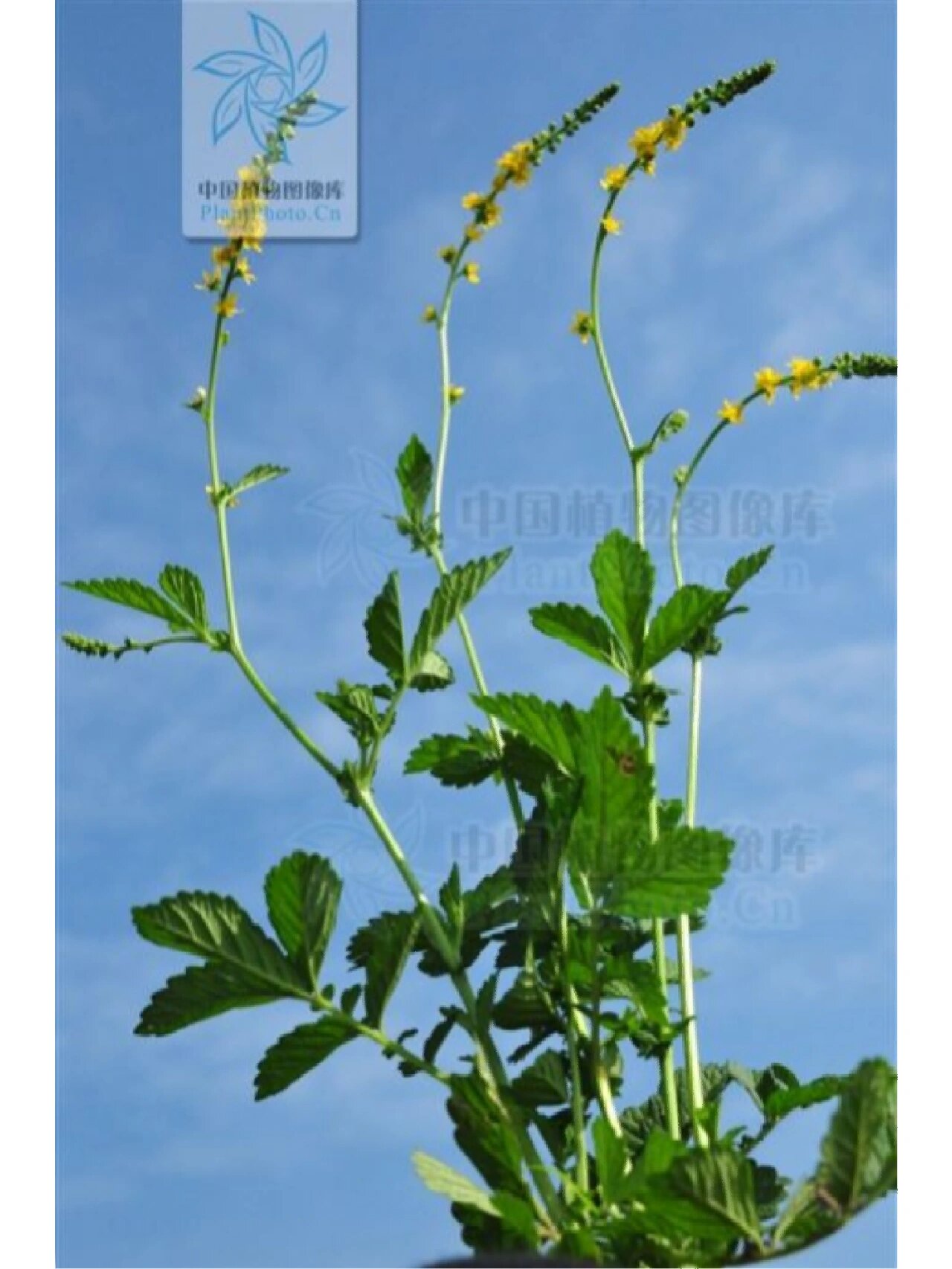 仙鹤草的功效与作用