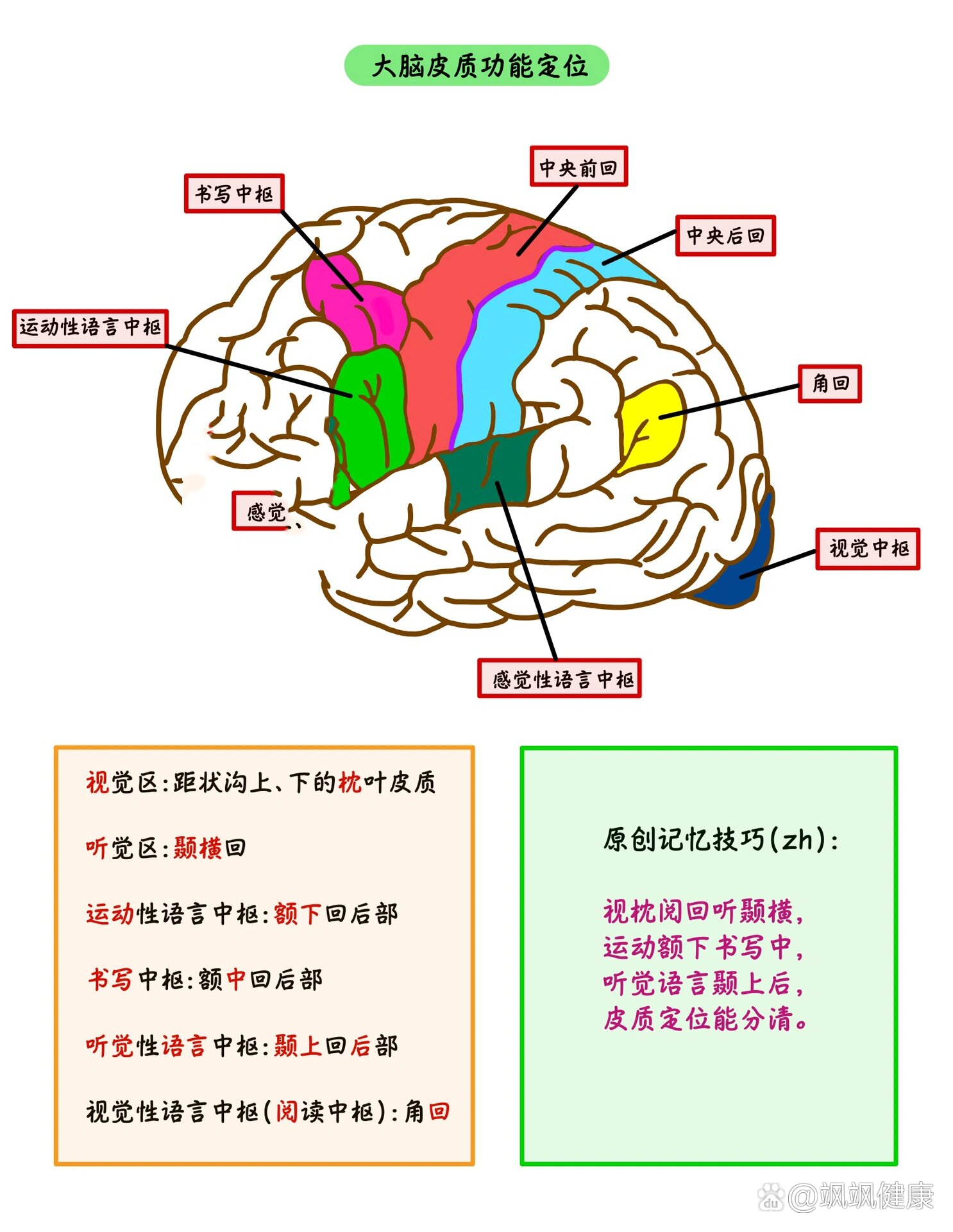 大脑的解剖结构PPT图片