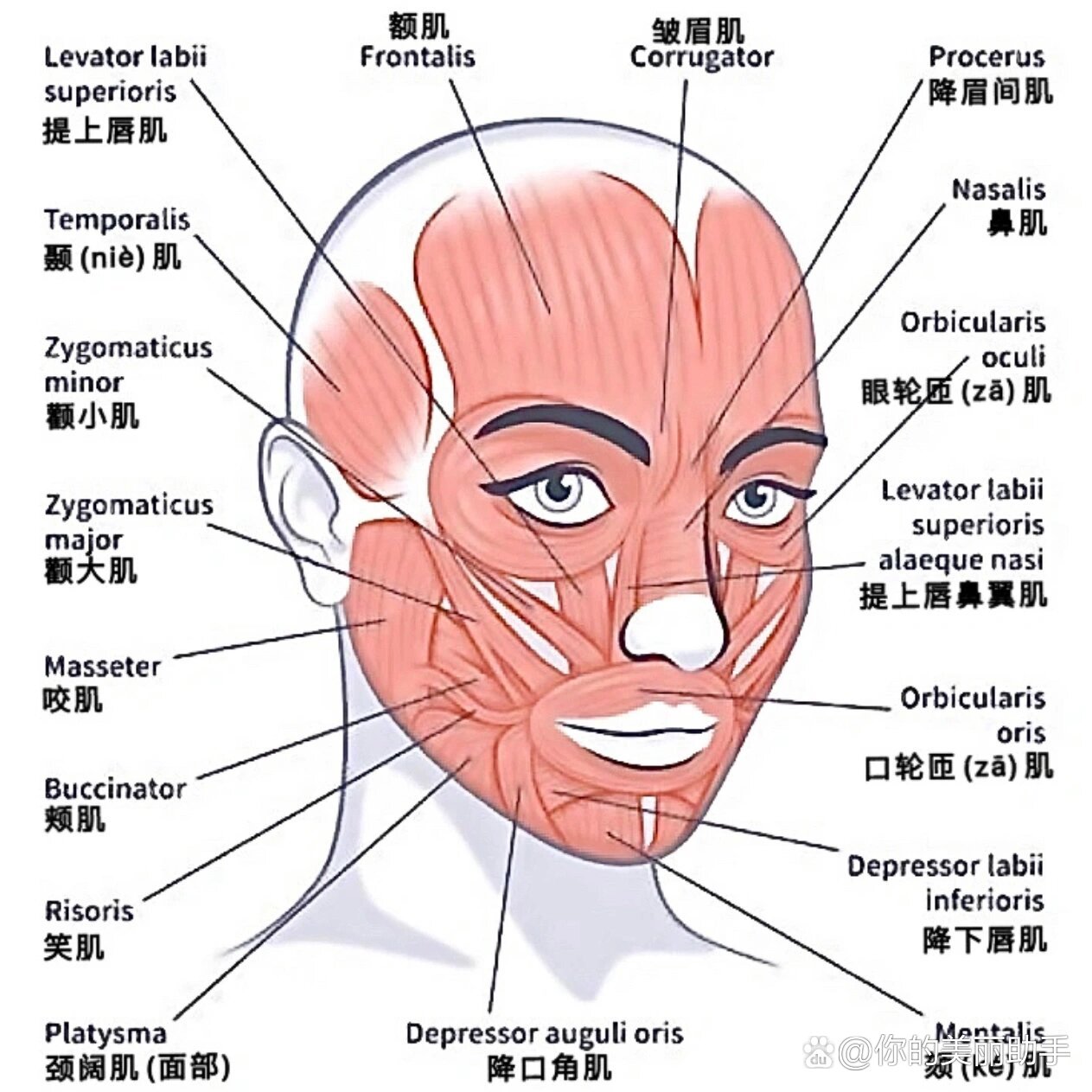 脸部肌肉图解图片