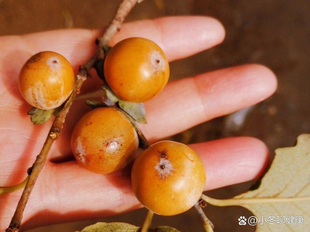 明明是野生小柿子,同伴非说是黑枣