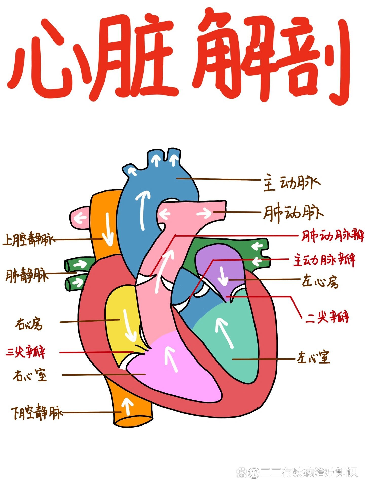 二尖瓣叶分区图图片