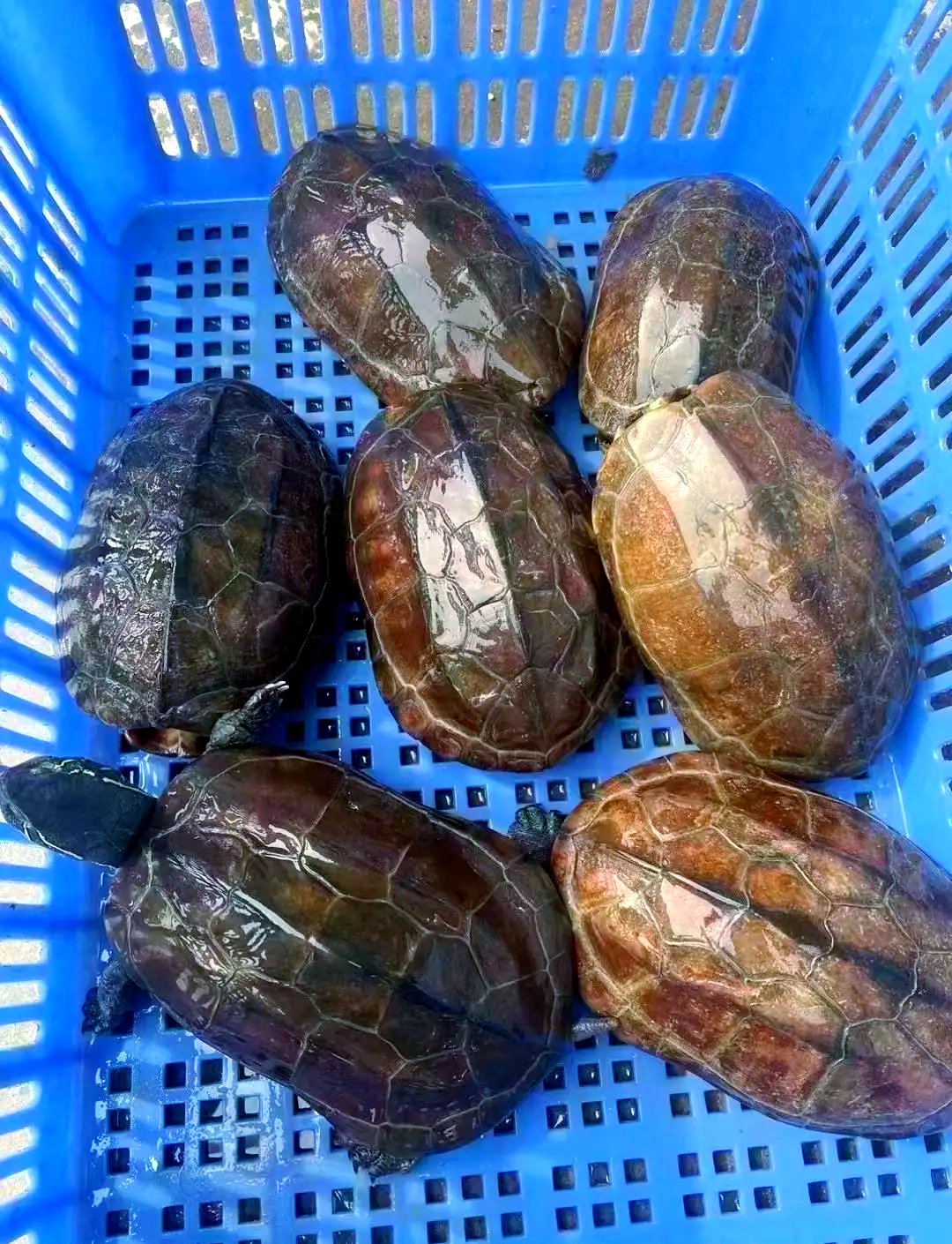 中华草龟：2～3两35元，滋补佳品
