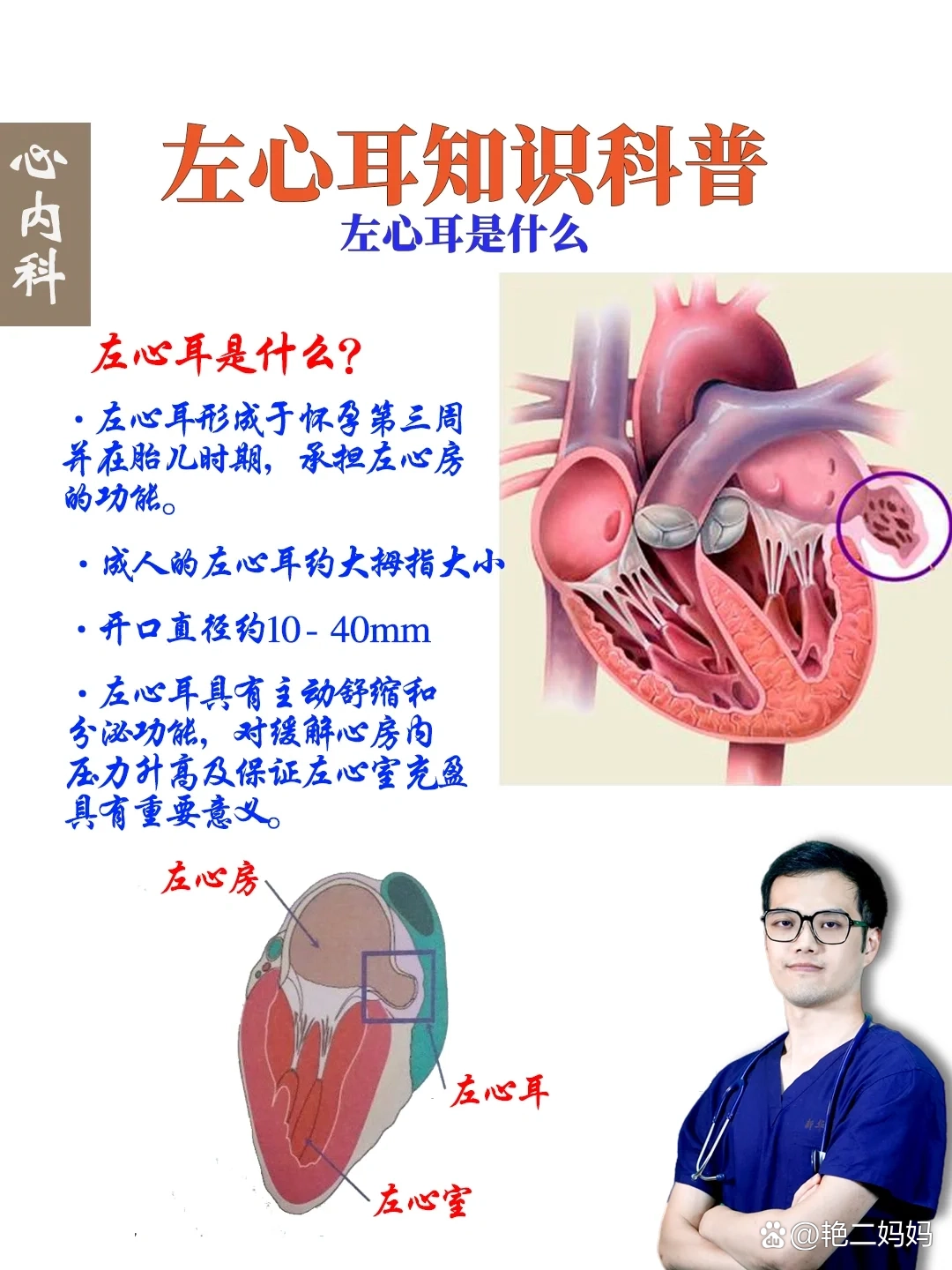 耳部血管分布图图片