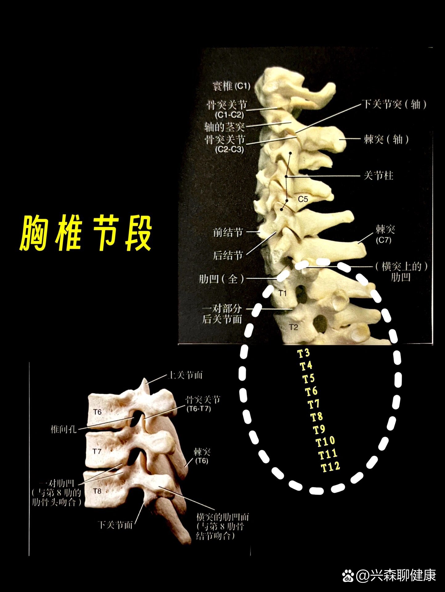 胸椎的结构图图片