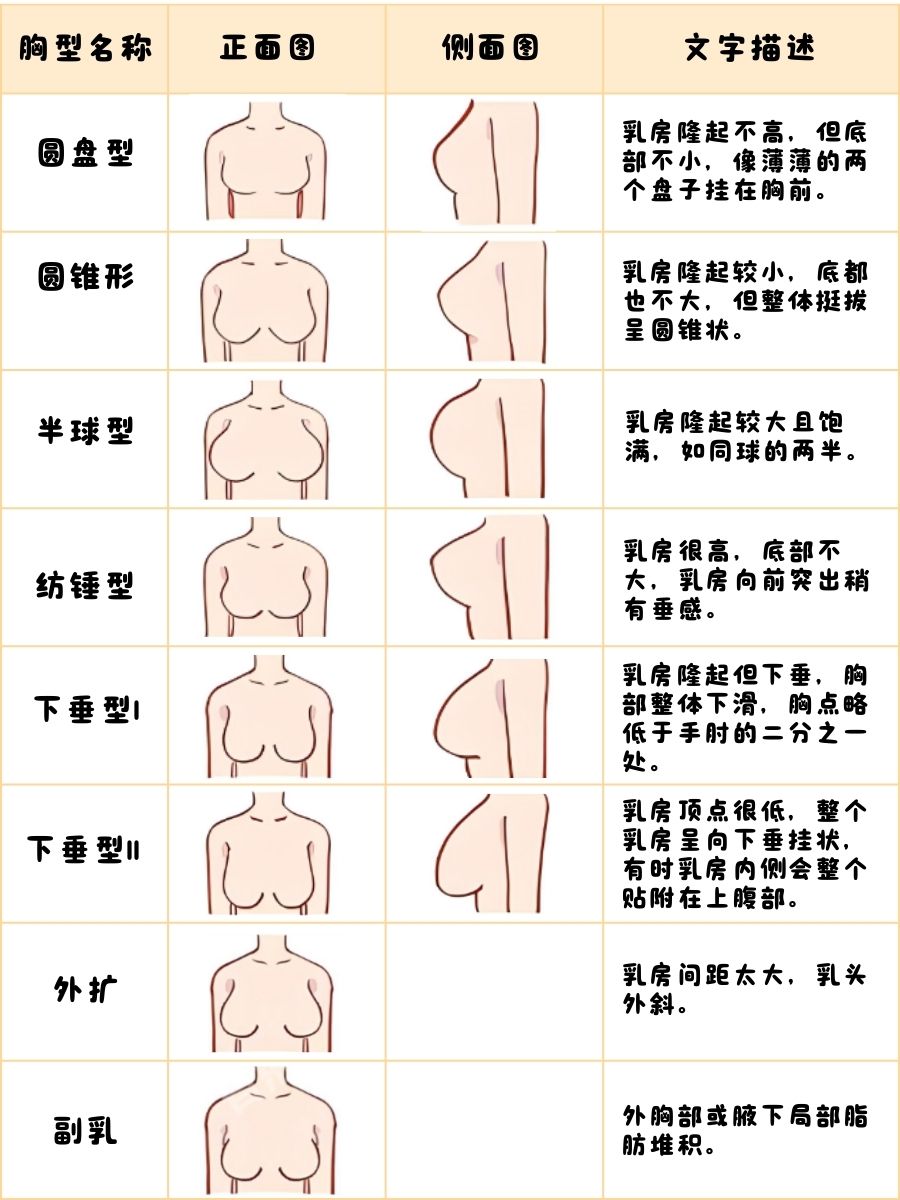 乳房形状分为图片