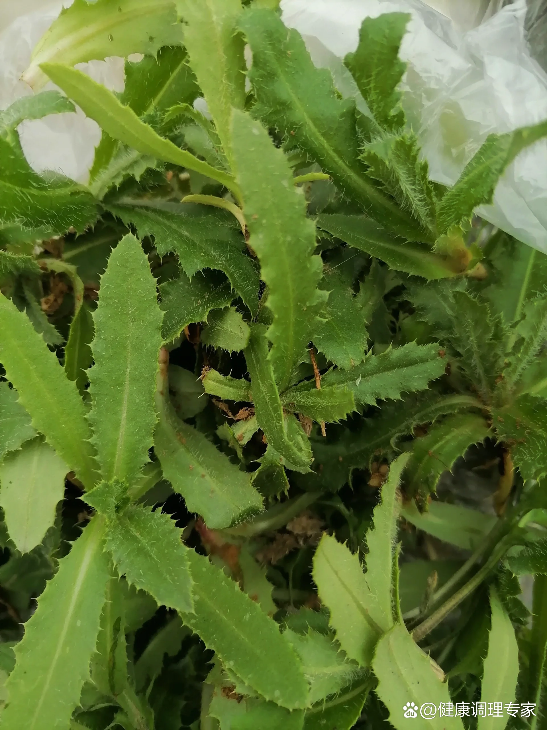 老方分享 止血野菜 刺儿菜