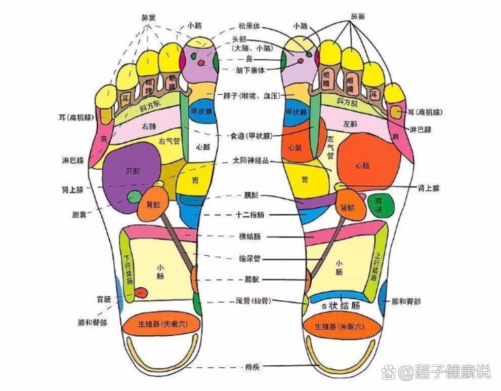 脚底板代表的部位图图片