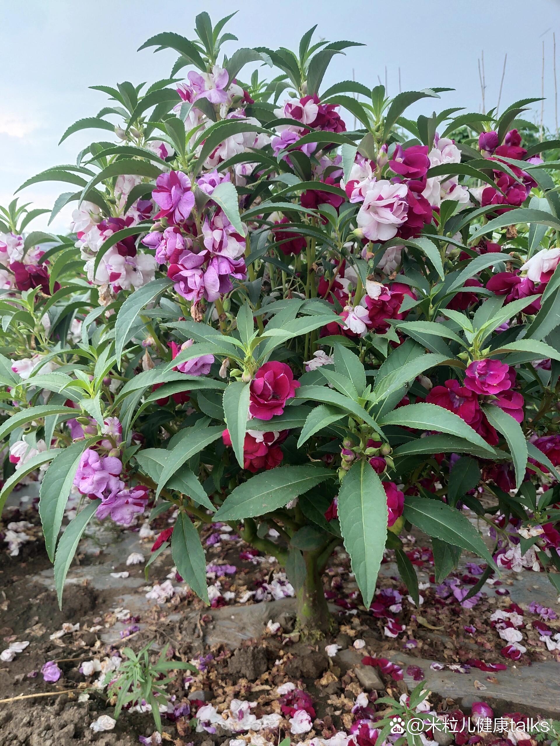 凤仙花,也叫指甲草,你们那边都叫什么