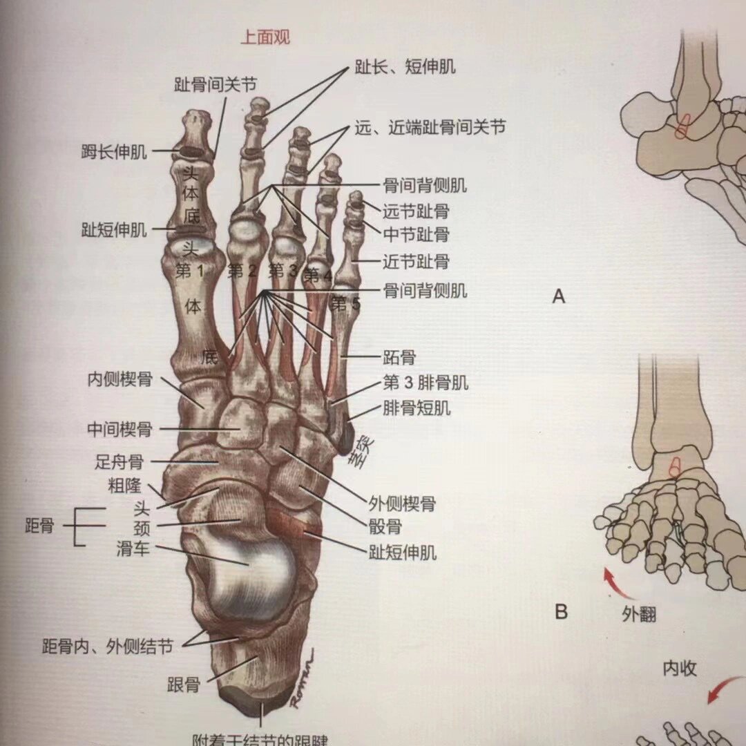 一句口诀记住足部的七块跗骨