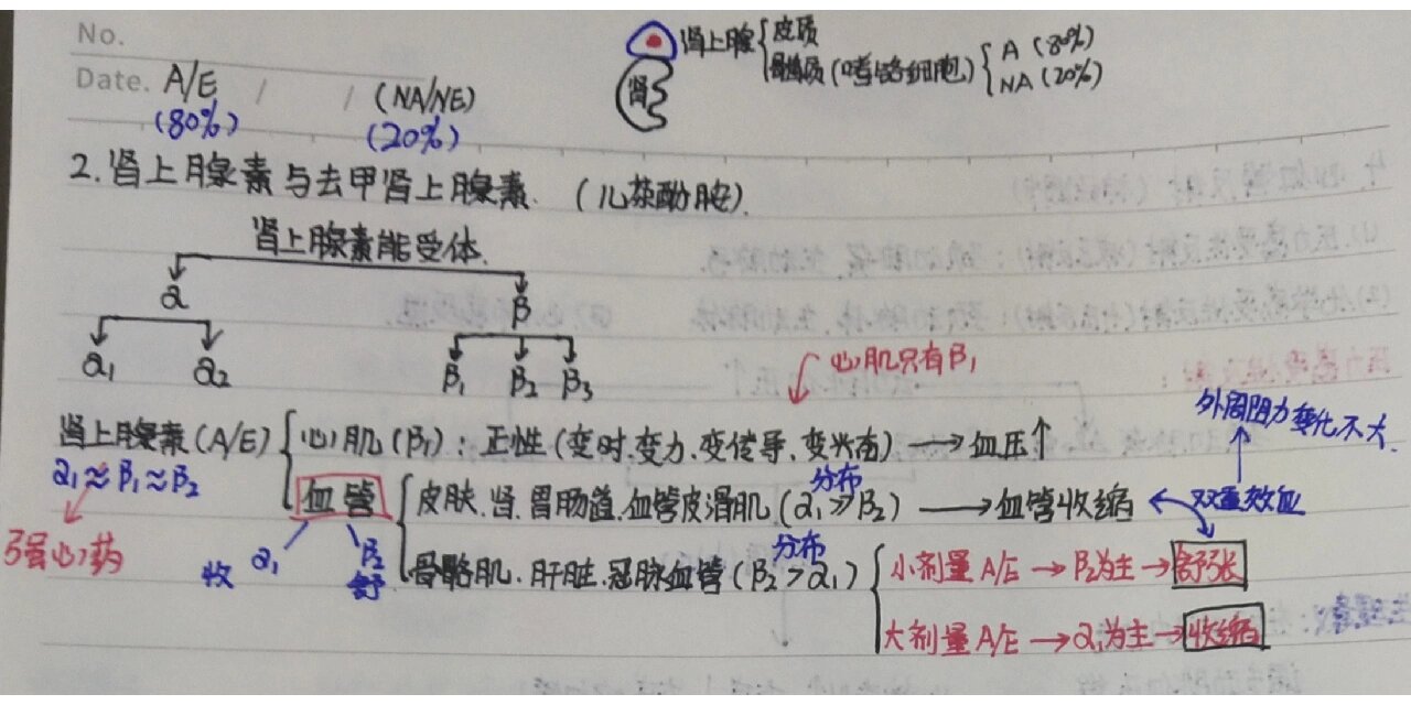 去甲肾上腺素合成图片