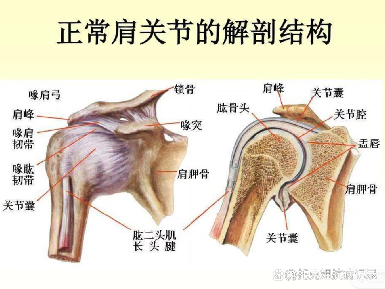 肩部活动