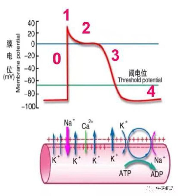 心肌细胞自律性影响因素