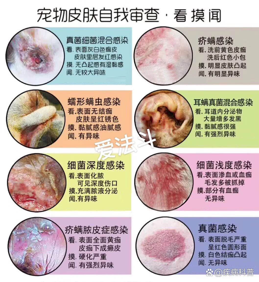 皮肤病识别图解诊断图片