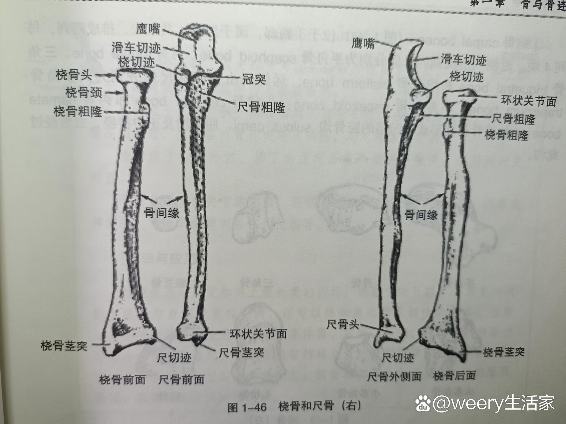 桡骨和尺骨