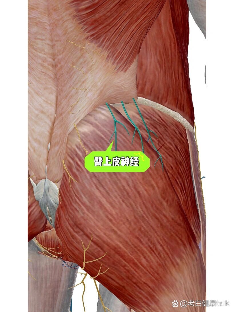 臀部疼痛经常需要考虑的神经哦