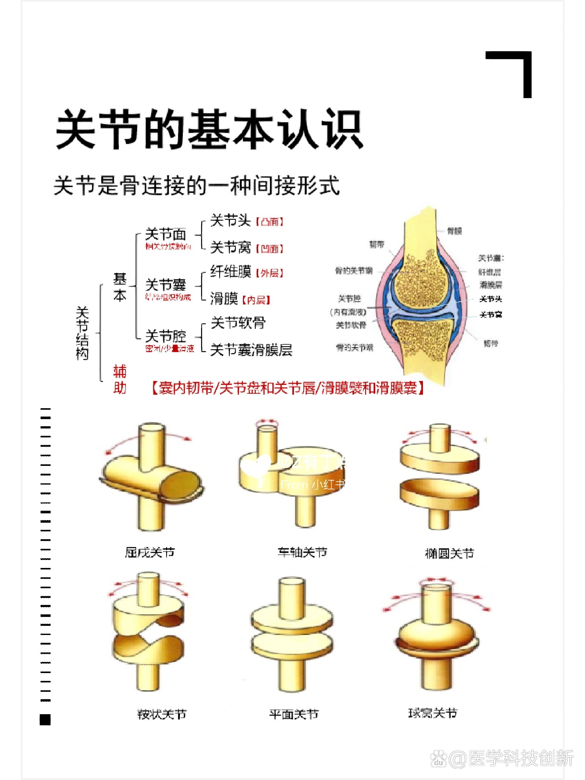 关节结构图初二生物图片