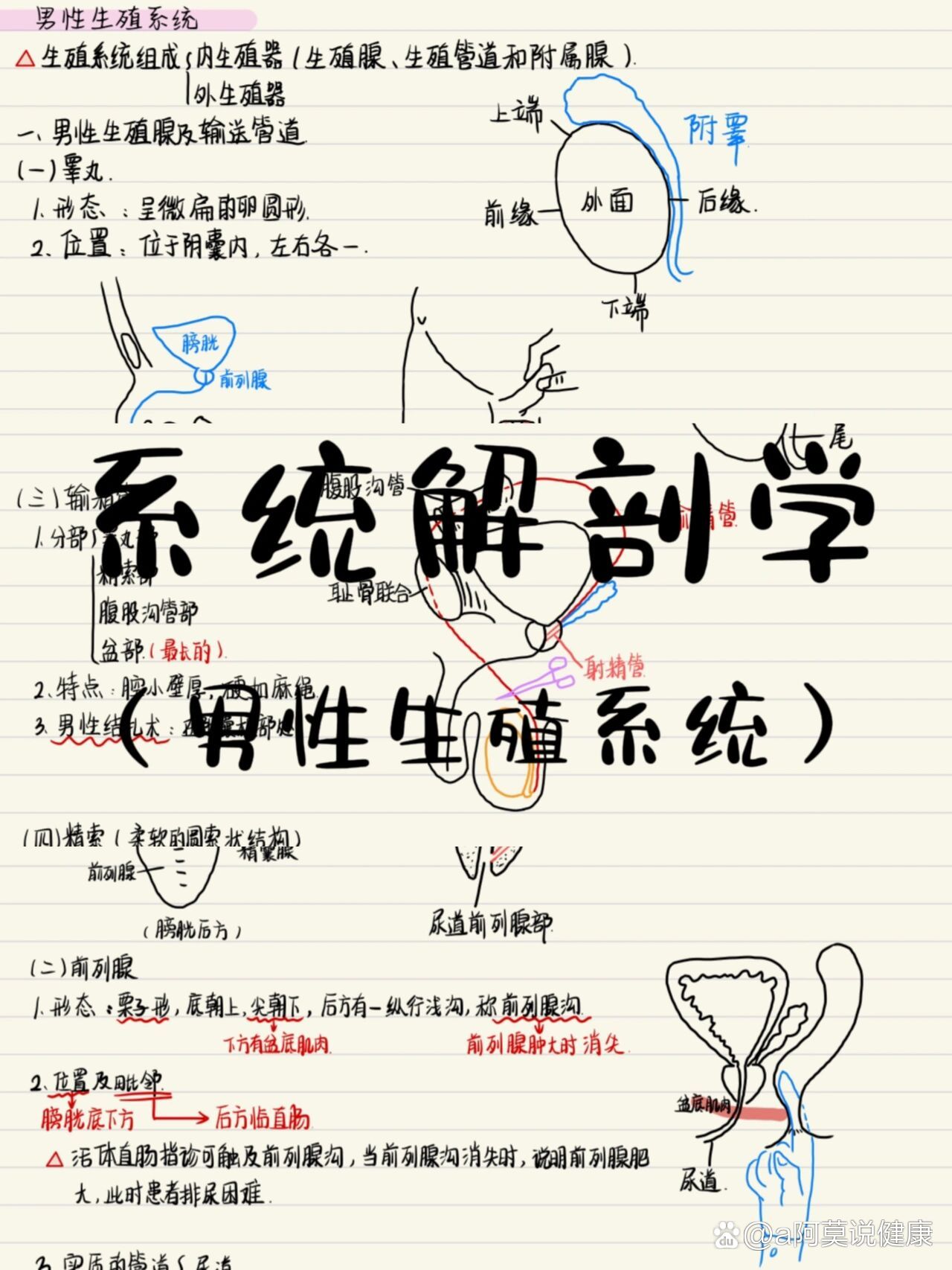 笔记分享——系统解剖学(男性生殖系统)