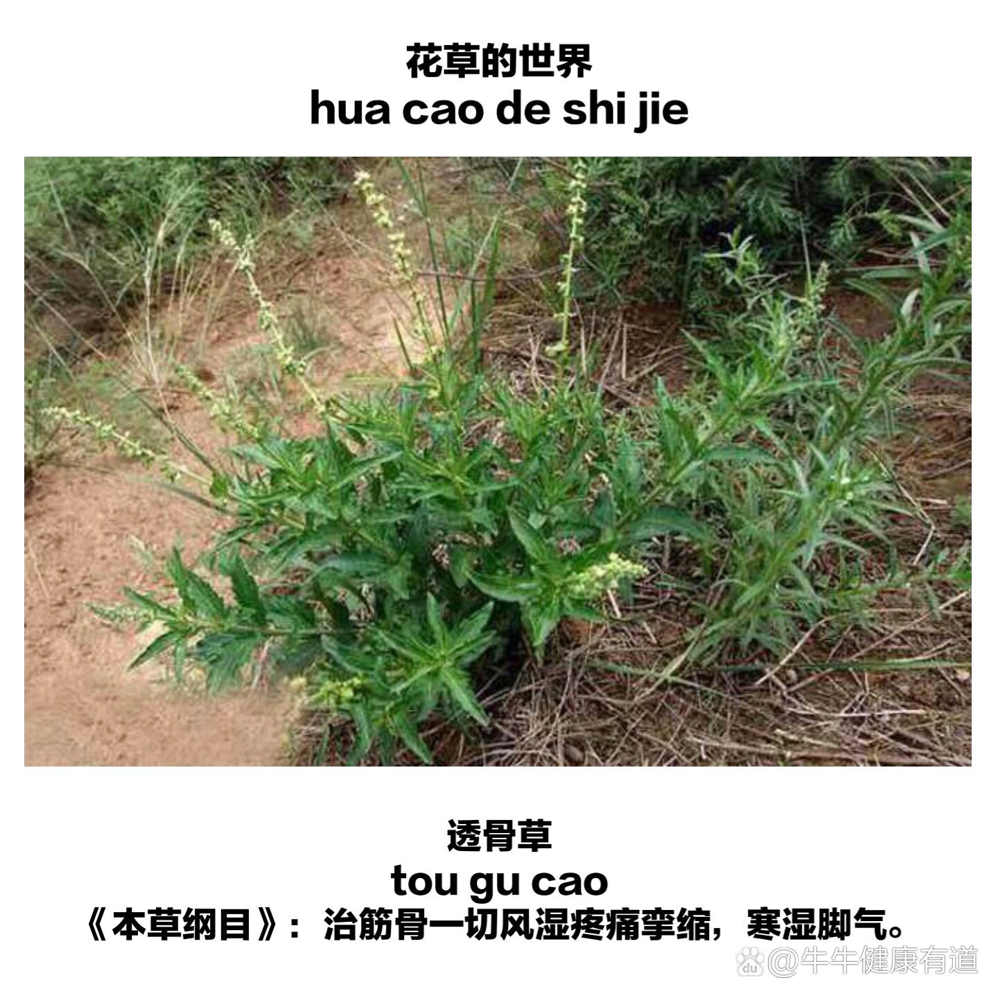 尿毒草的别名图片