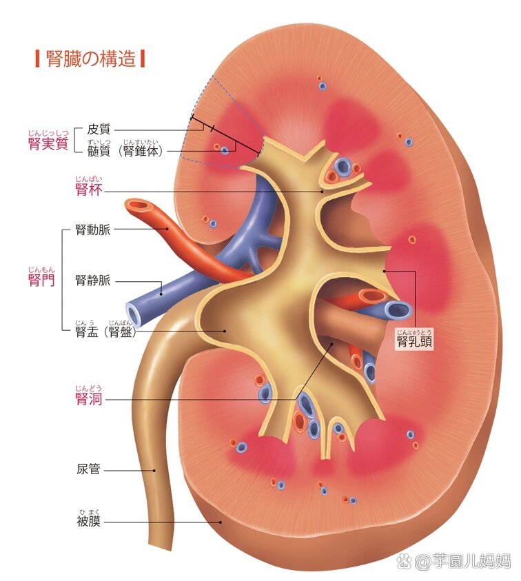 蓄积后肾内压力增高,肾盂肾盏扩张,肾实质萎缩,功能减退