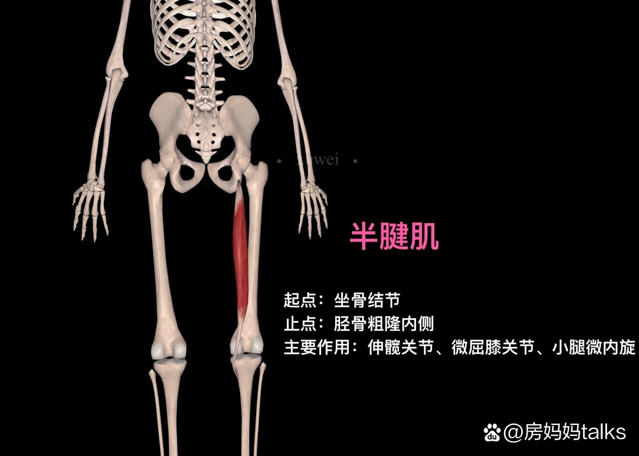 大腿后侧肌肉