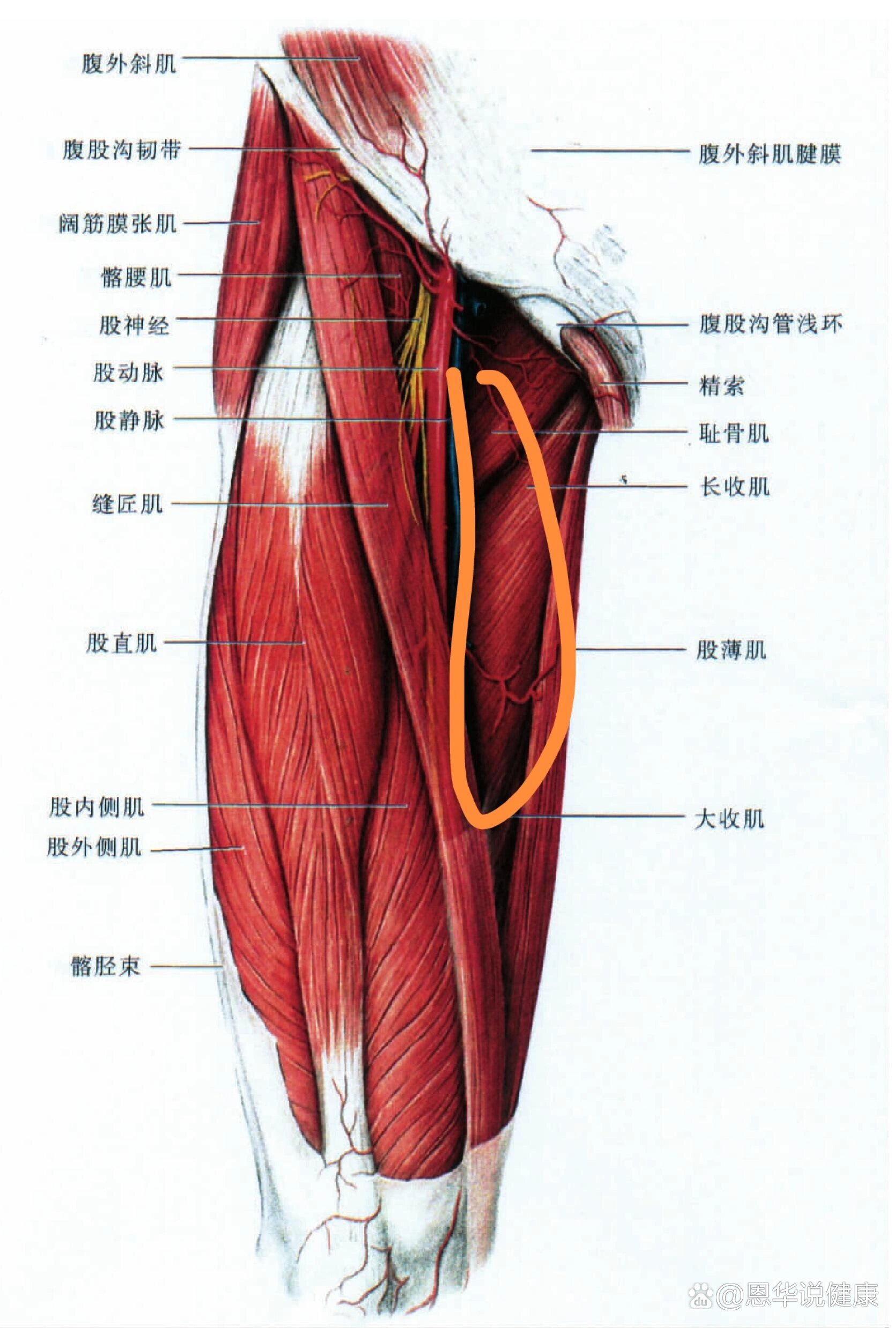 大腿内侧疼痛求助