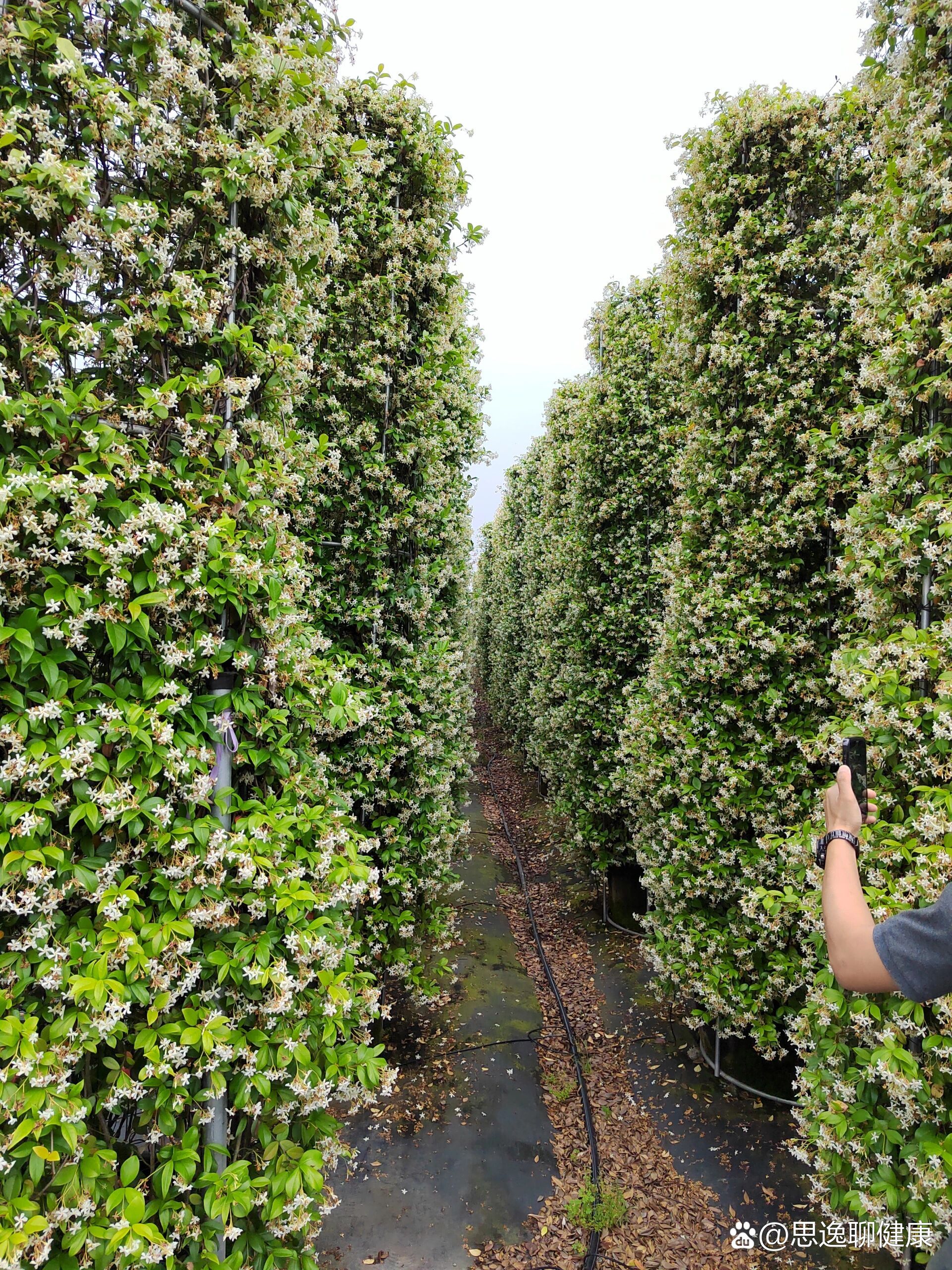 意大利络石藤(风车茉莉)