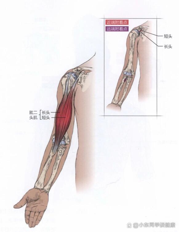肱二头肌短头肌图片