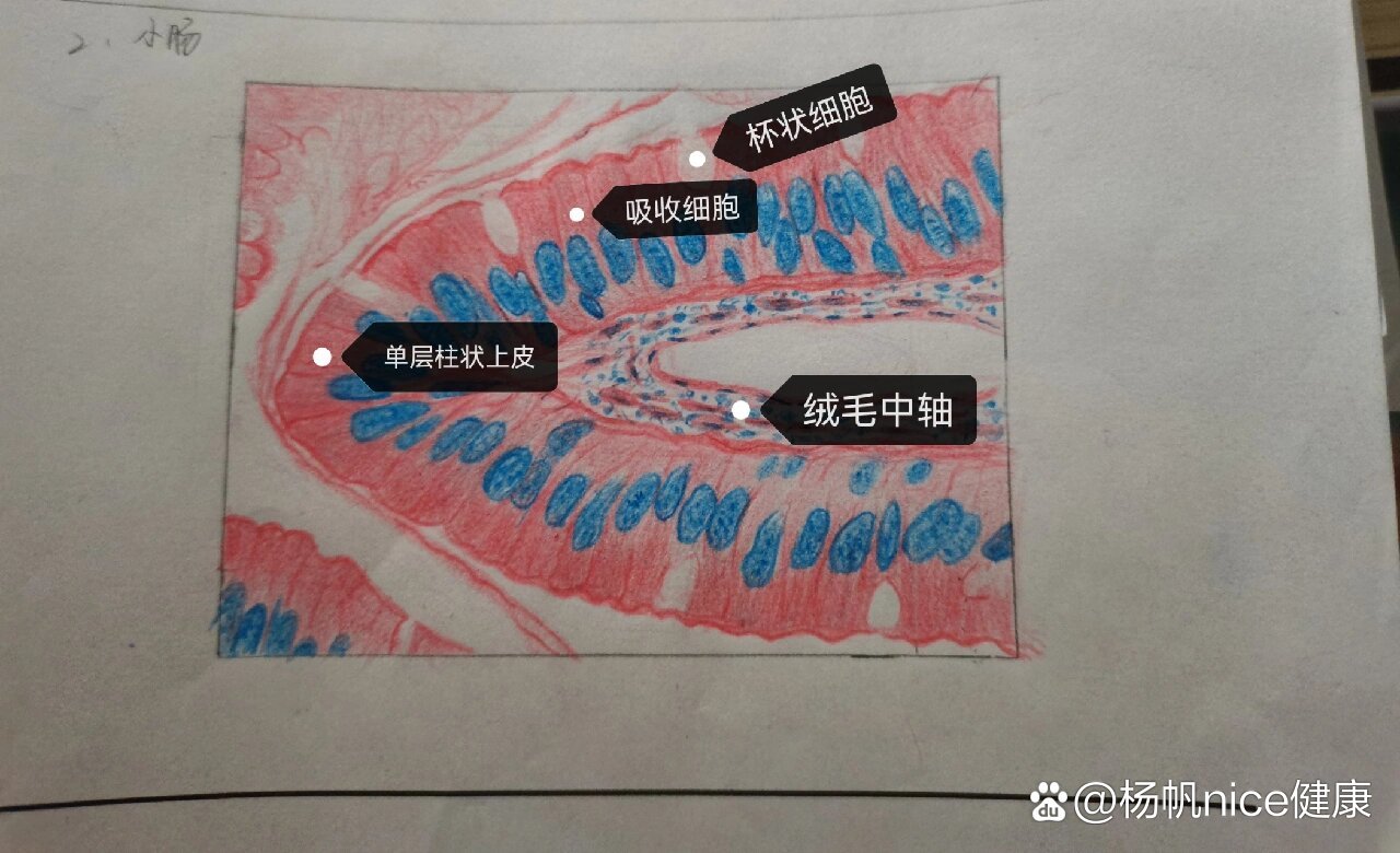 单层柱状上皮标注图片