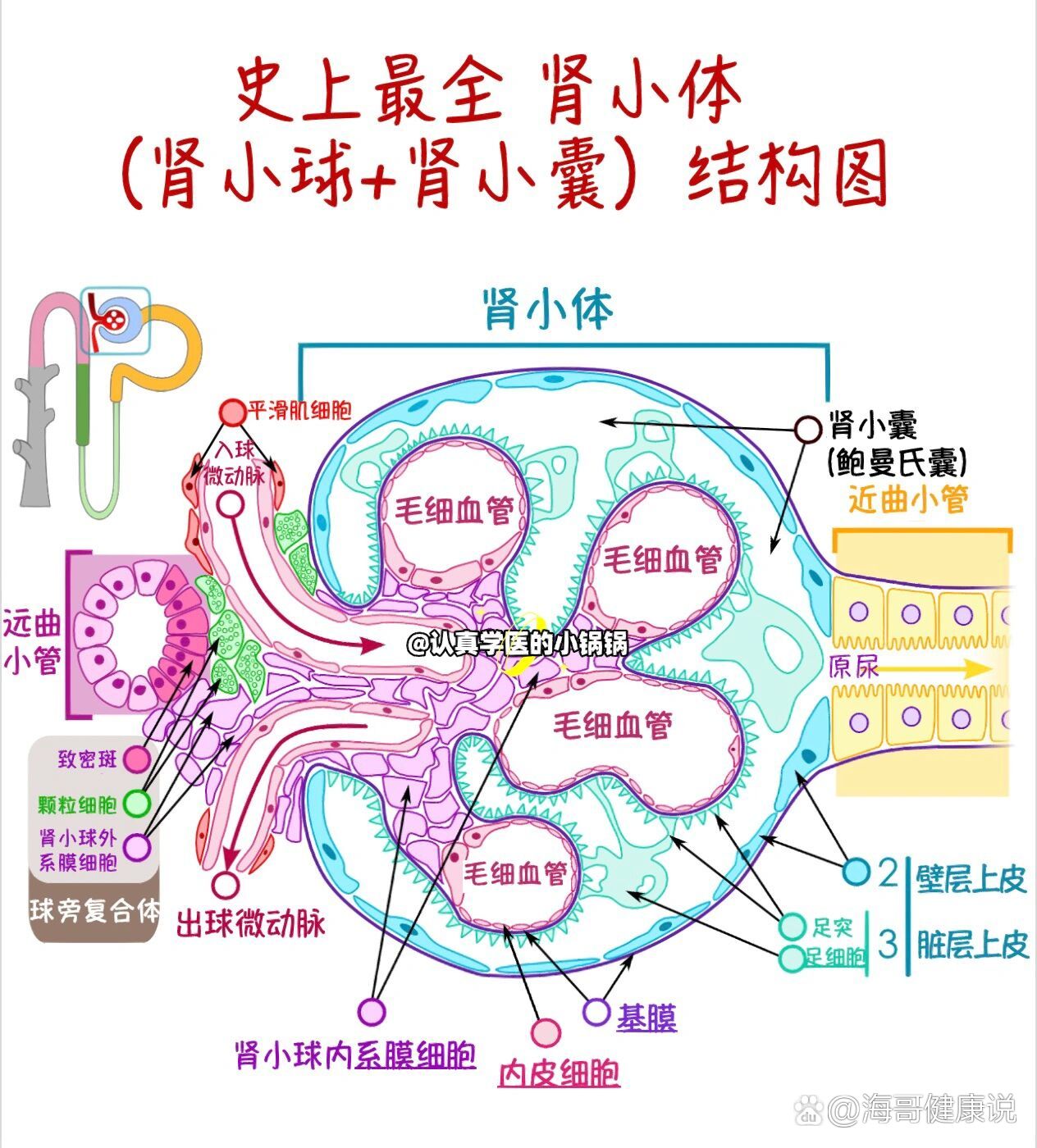 肾窦的结构图片