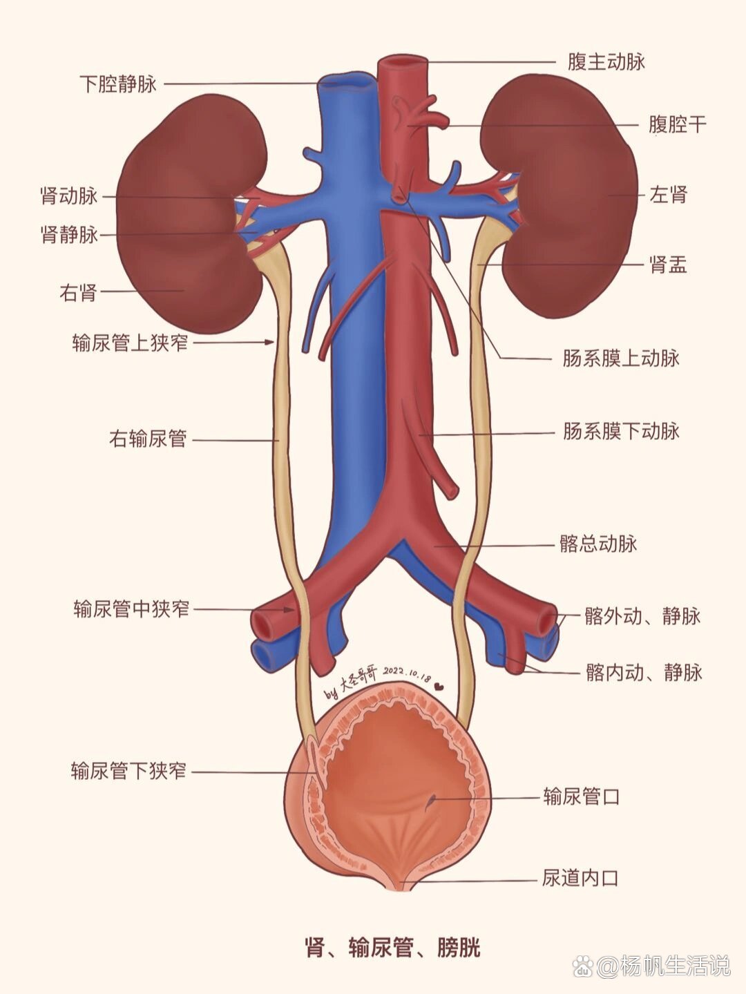 髂总动脉分支图片