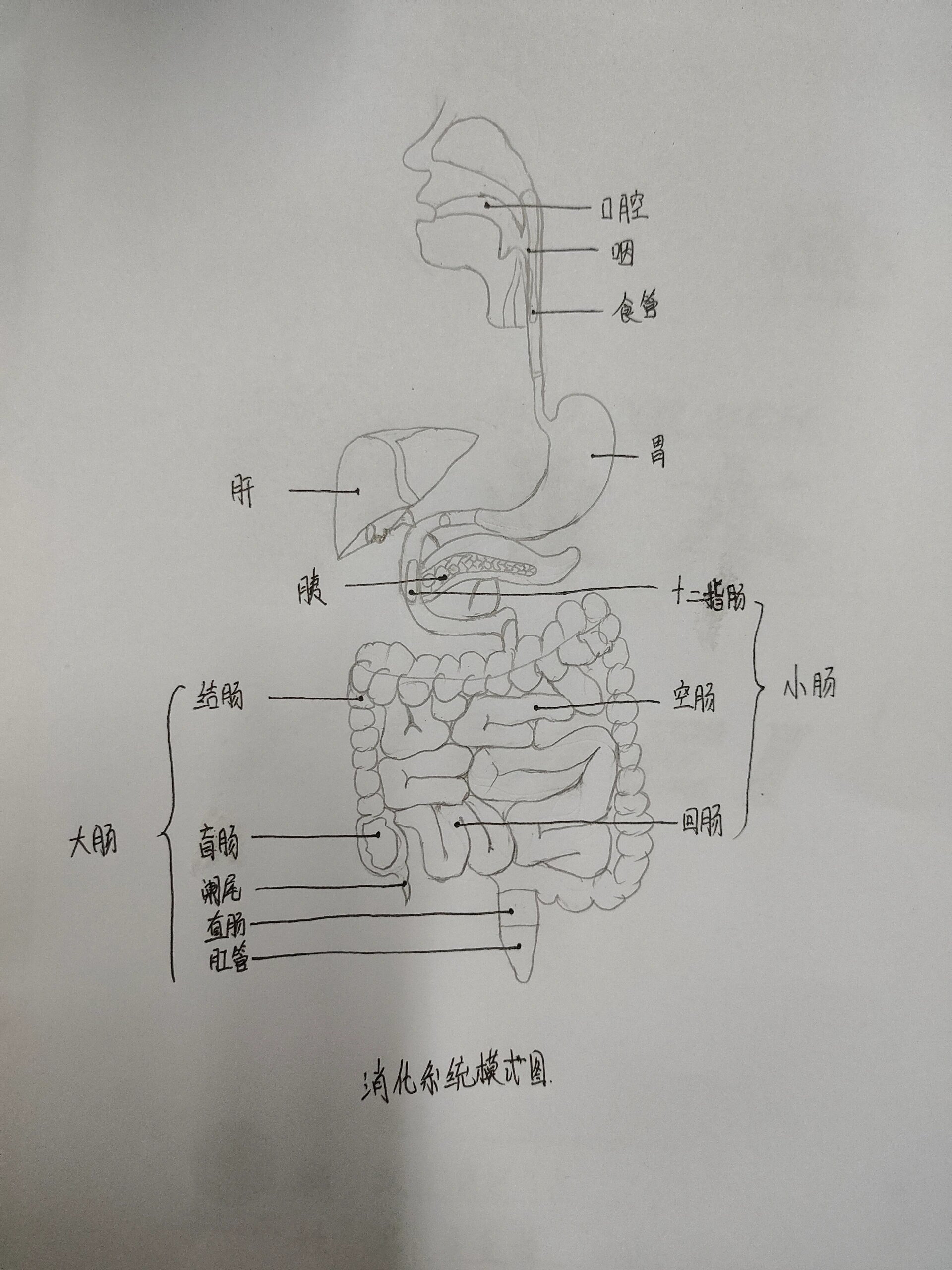 消化器官结构图简笔画图片