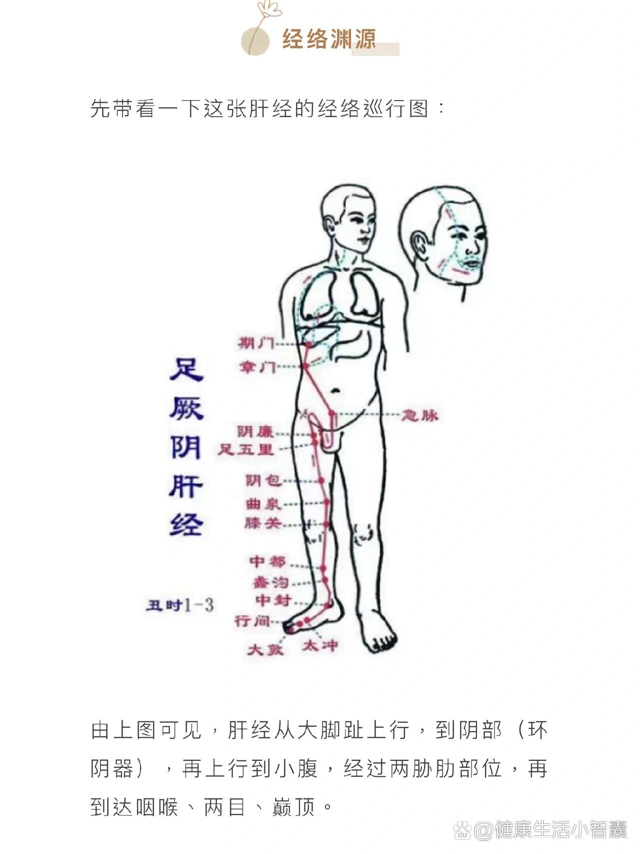 肝经的走向大图图片