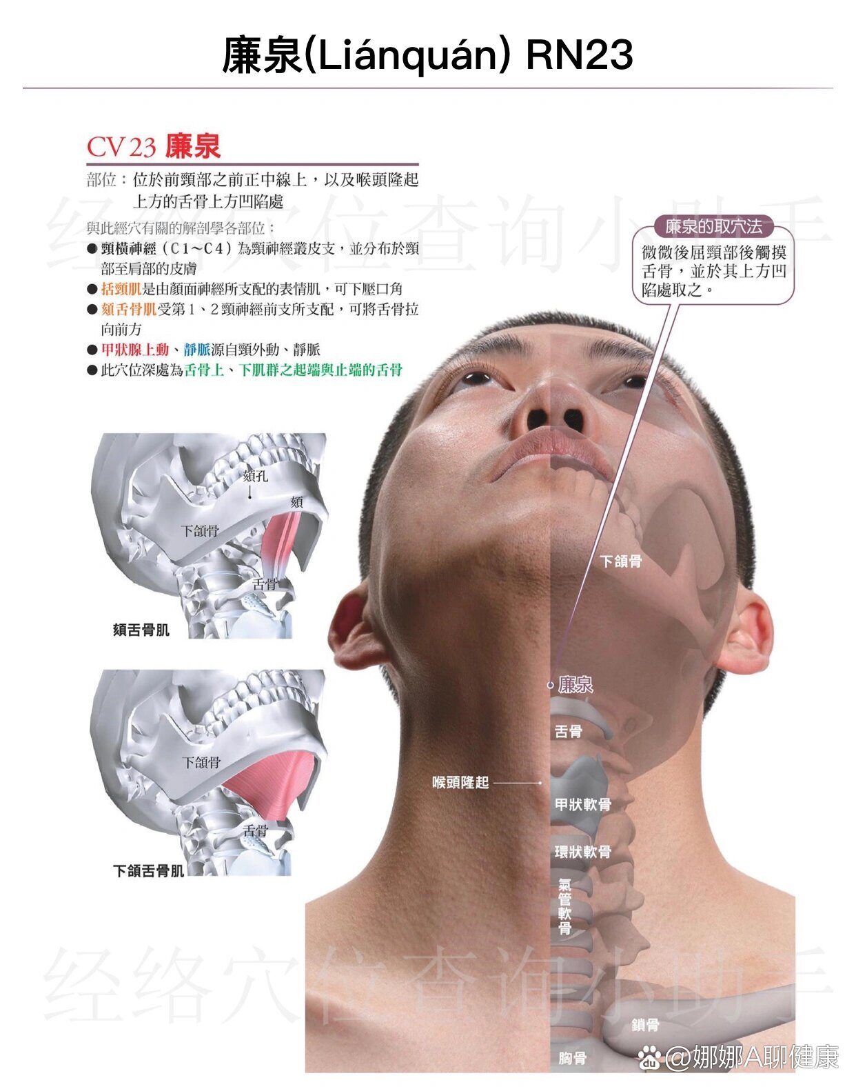 廉泉穴(任脉第23穴)