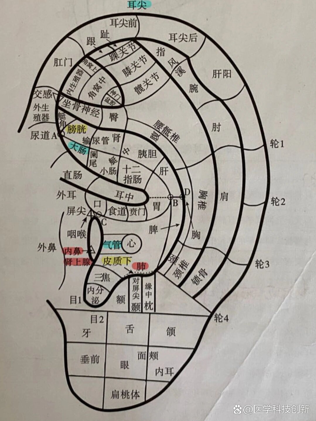 耳部肾的准确位置图图片