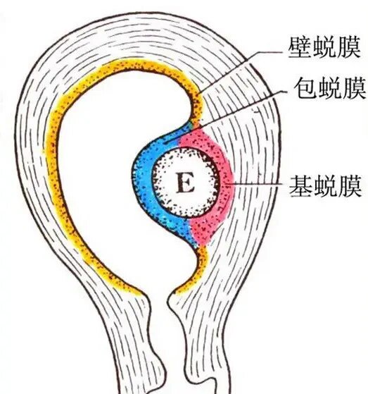 受精卵四面八方的墙就是蜕膜(底,包,壁)包蜕膜后期和绒毛膜融合了