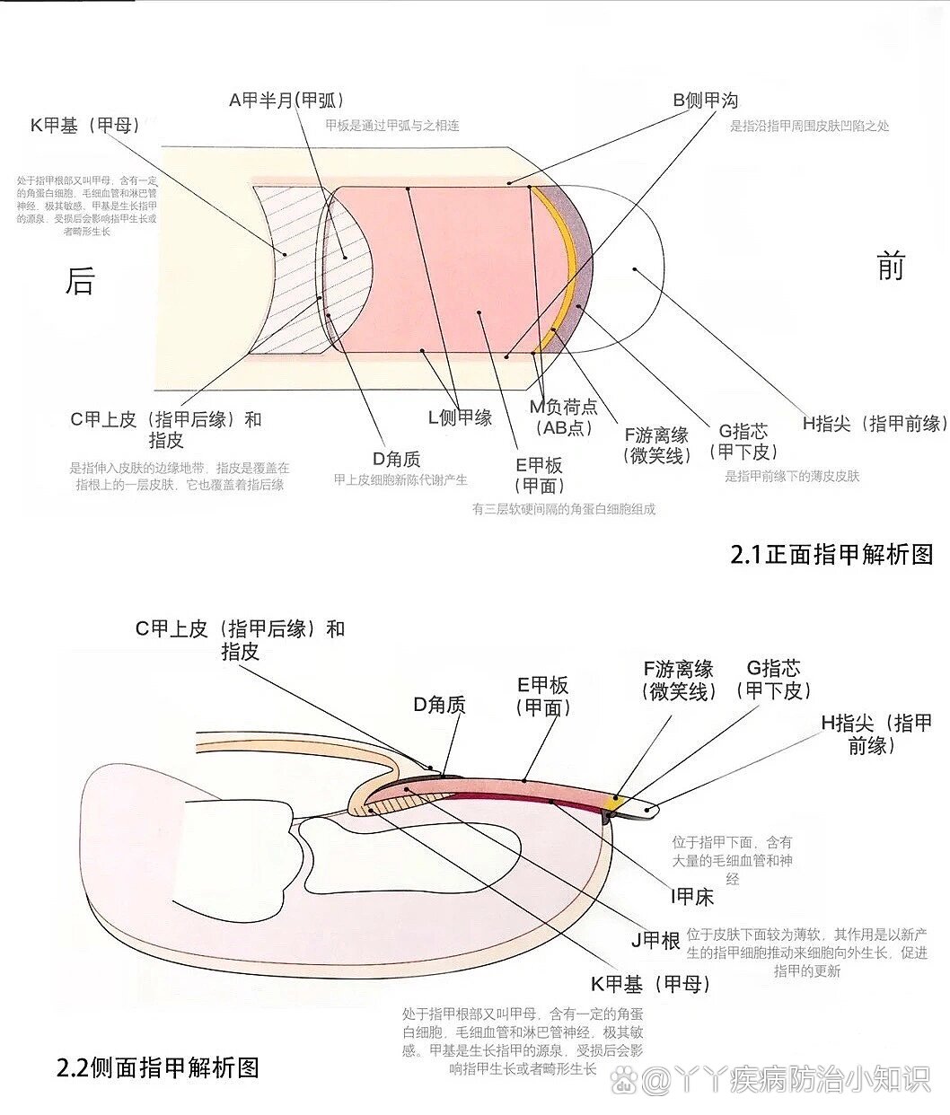 指甲盖结构图图片