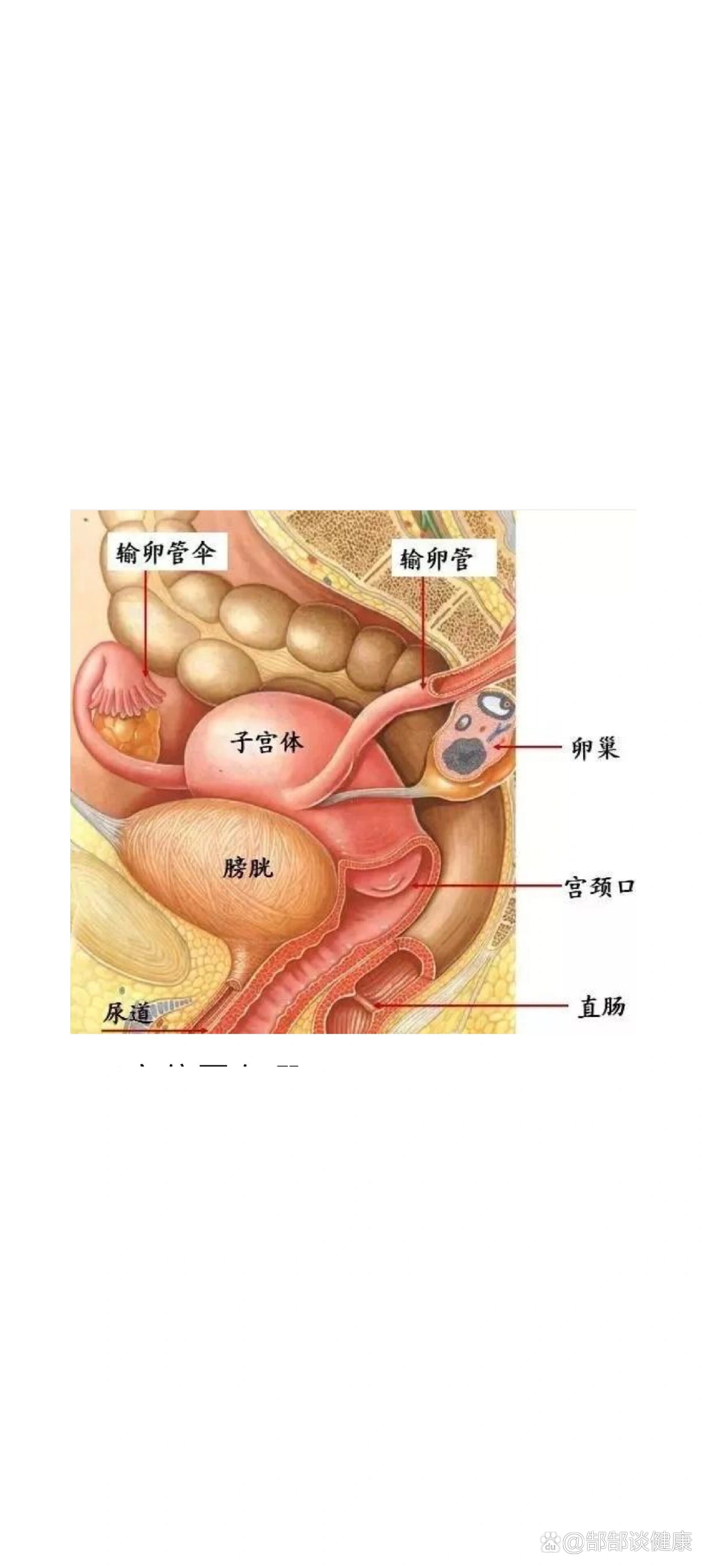 子宫直肠窝图片位置图片