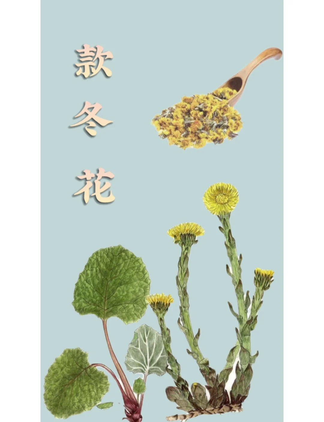 款冬花的神奇功效与作用🌸