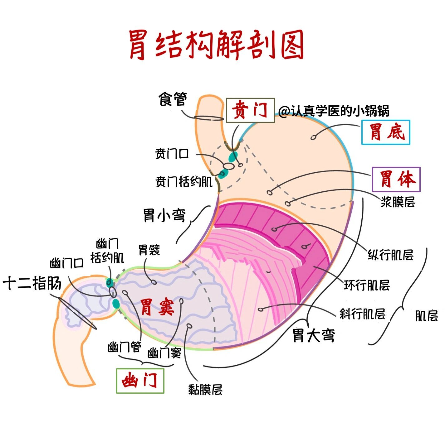 年增多 br 很多人选择做胃镜检查