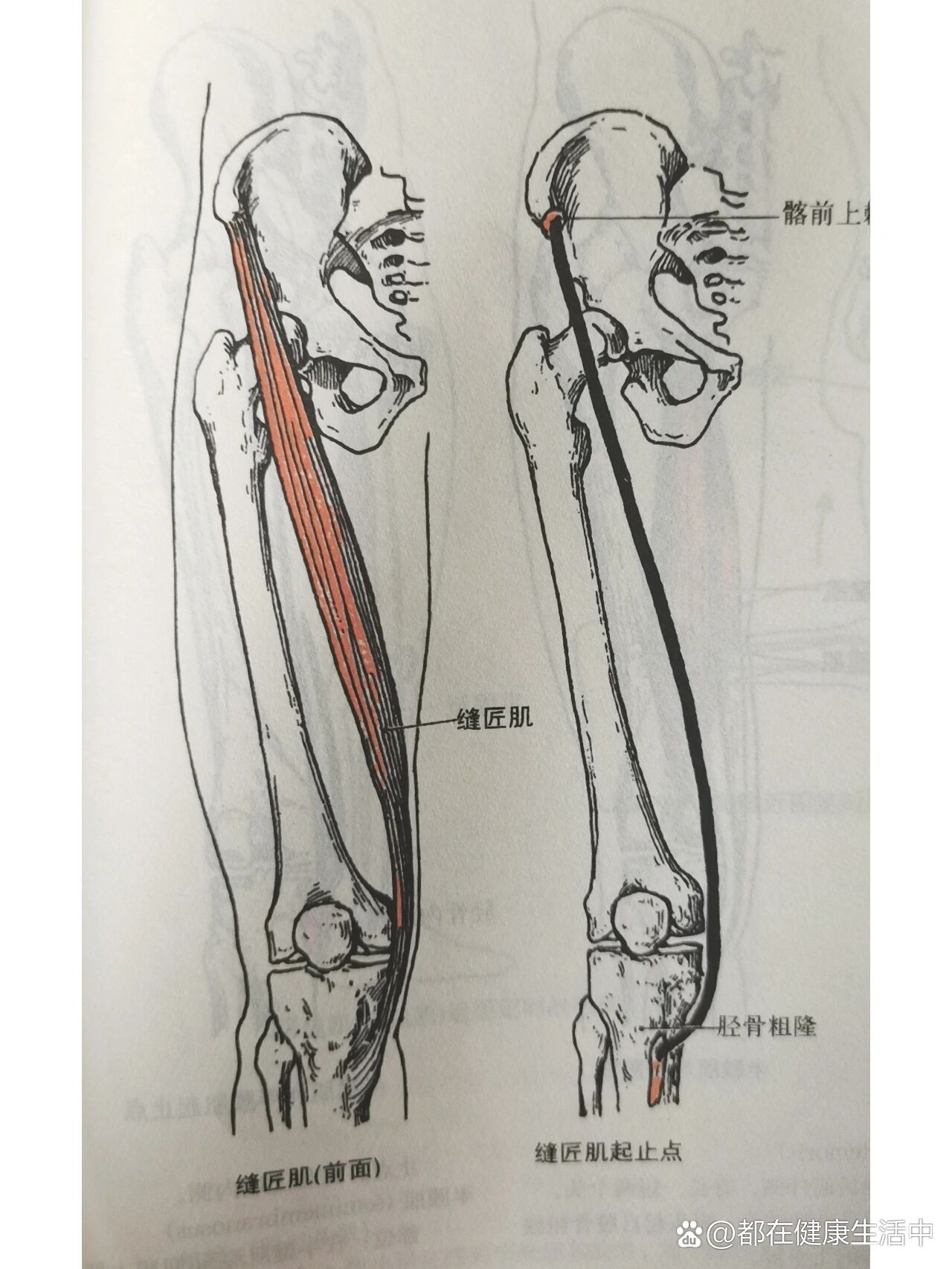 趾短屈肌起止点图片