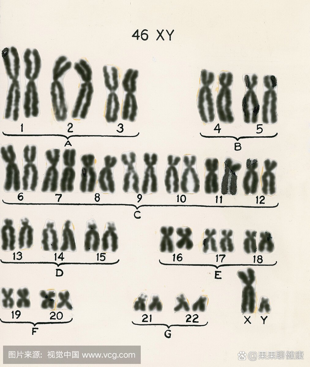 人类染色体图谱图片