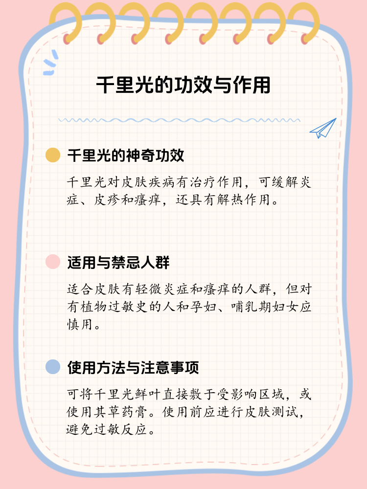 探索千里光的神奇功效与作用