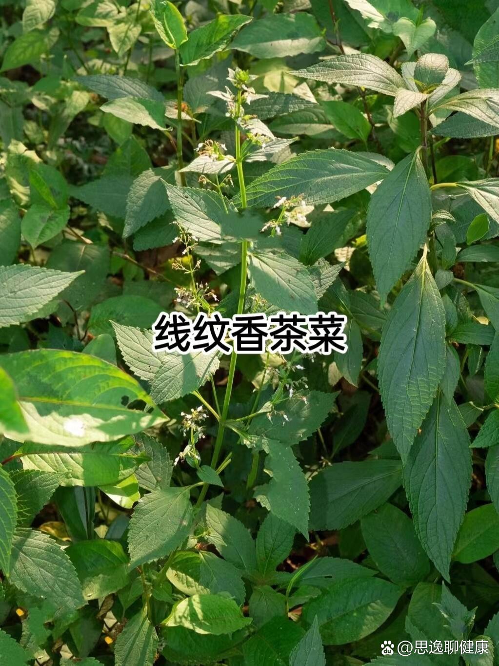 科普中91药【溪黄草】一味清热解毒92