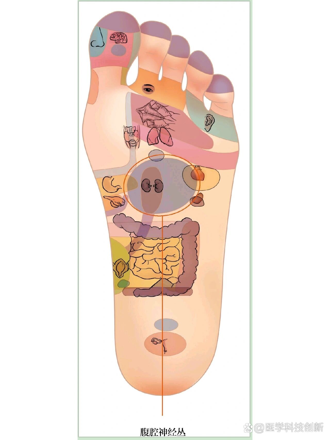  br>足底有个反射区叫腹腔神经丛,蛋黄大的区域,在脚底中心偏内侧部位