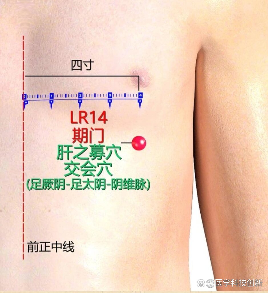 日月穴——为胆募集源源不断的气血